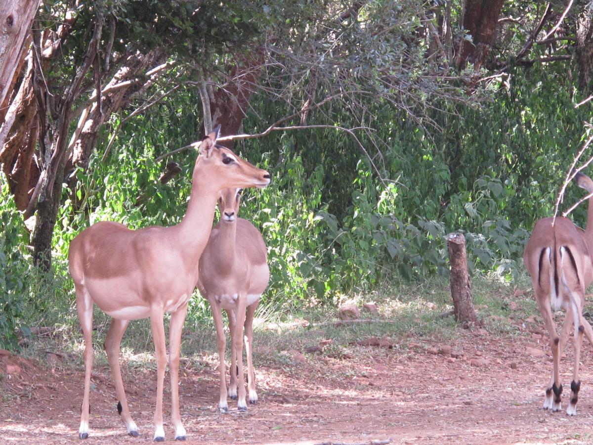 Harties Is Africa Safari Lodge Kosmos Exterior photo