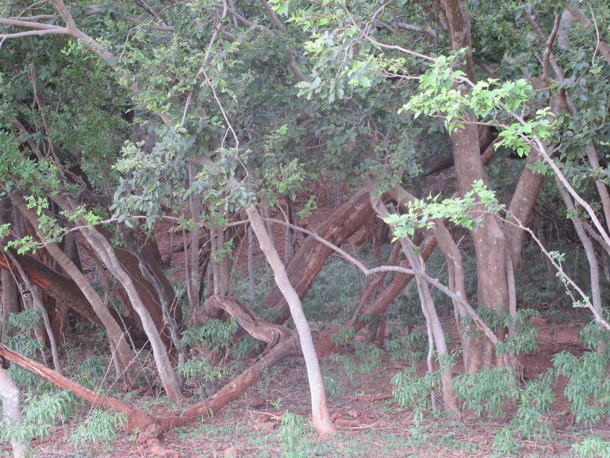 Harties Is Africa Safari Lodge Kosmos Exterior photo