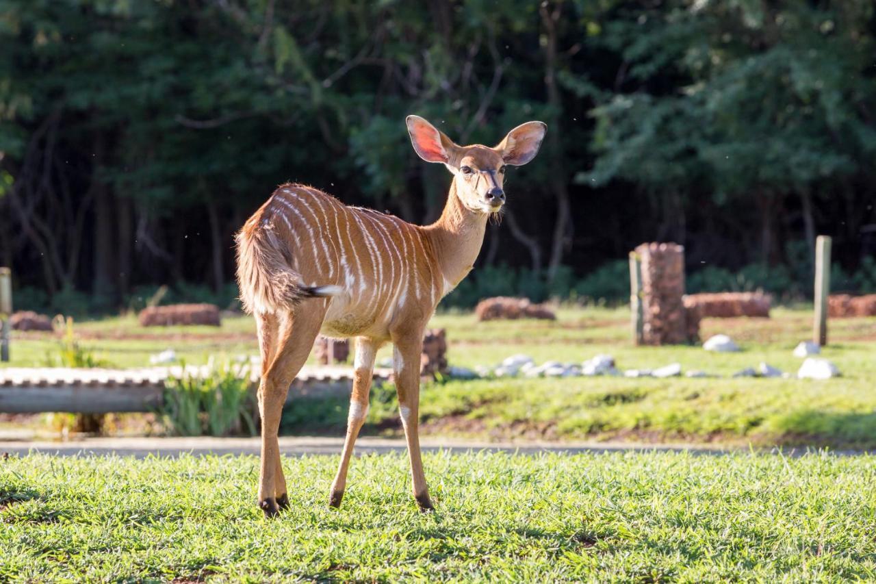 Harties Is Africa Safari Lodge Kosmos Exterior photo